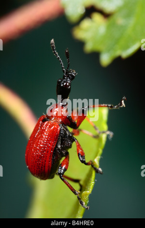 Hazel Leaf-roller Weevil (Apoderus coryli). Powys, Wales. Stock Photo