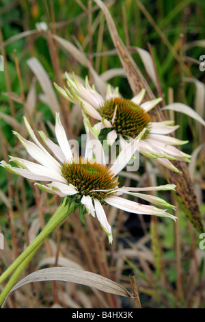 ECHINACEA PURPUREA FRAGRANT ANGEL Stock Photo