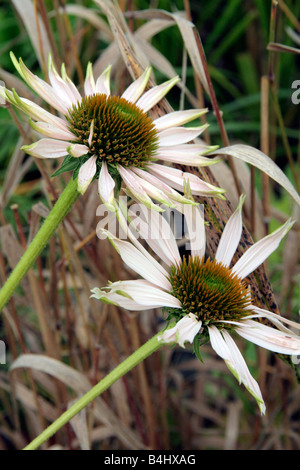 ECHINACEA PURPUREA FRAGRANT ANGEL Stock Photo