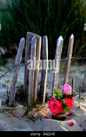 red and pink roses in jam jar on beach at Walberswick Suffolk England Stock Photo