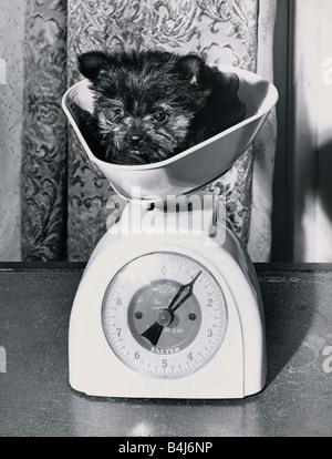 https://l450v.alamy.com/450v/b4j6np/two-month-old-yorkshire-terrier-weighs-in-at-only-1lbs-dog-standing-b4j6np.jpg