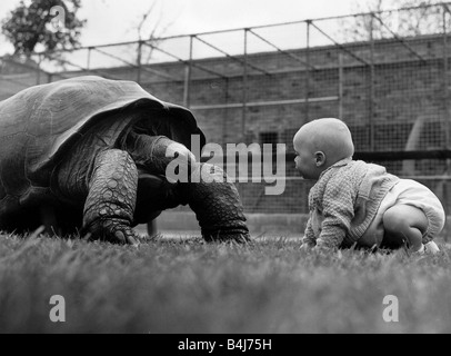 Reptiles Tortoise 11 month old Stuart Gibb comes face to face with Mr Slowcoach the giant Tortoise at Flamingo Park Zoo Kirby Misperton near Malton in Yorkshire Mr Slowcoach weighs in at 336lbs Stock Photo
