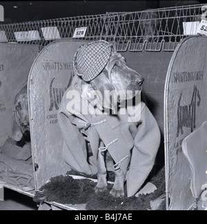 Rosie the bloodhound at 1964 crufts dog show wearing a duffel coat and deerhunting hat like Sherlock Holmes February 1964 1960s Stock Photo