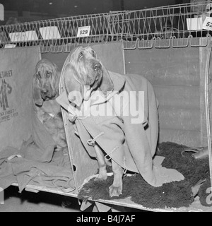 Rosie the bloodhound at 1964 crufts dog show wearing a duffel coat and deerhunting hat like Sherlock Holmes February 1964 1960s Stock Photo