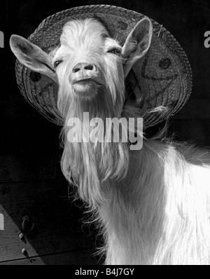 Chat goat billy buzzfeed YouTube Chat