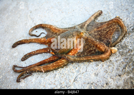 Cesme, Izmir area, harbour, harbor, fishing, octopus Stock Photo