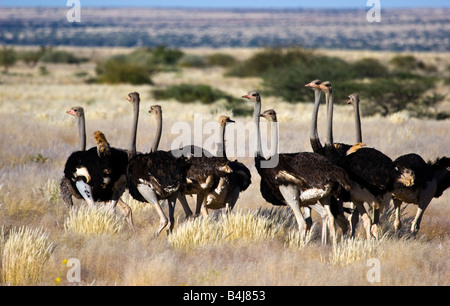 Ostriches in Namibia Stock Photo