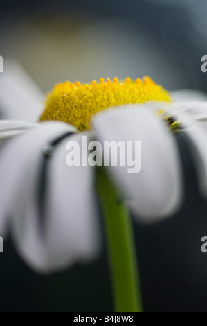 Ox eye daisy Leucanthemum vulgare Compositae: Black-eyed Susan; Yellow or Daisy; Stock Photo