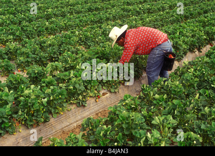 migrant worker picking vegetables Stock Photo