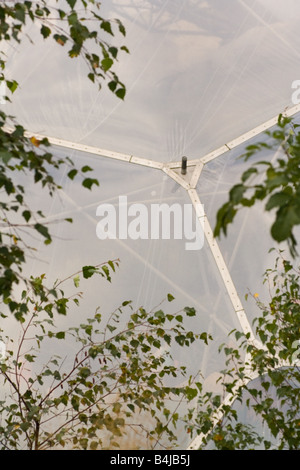 View of the Eden Project Bubble Through the Trees Stock Photo