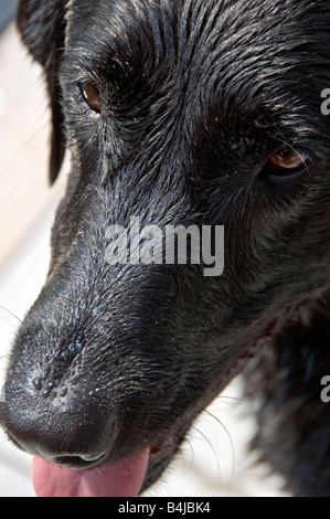 A closeup of a wet Black Labrador Retriever panting in anticipation of her Frisbee being tossed  into the water. Stock Photo