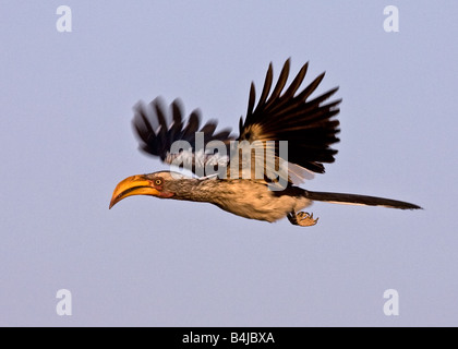 Southern Yellow-billed Hornbill flying. Stock Photo