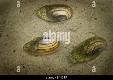 Swan mussels on the muddy bottom of a Jura lake (France). Anodonte des