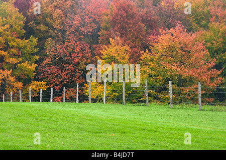 Brilliant mass of maple trees in fall colors behind a cedar post barbed wire fence with green lawn in foreground Stock Photo