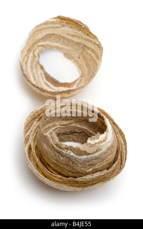 Abandoned wasp nest, part built showing internal structure of paper like pulp layers made by the wasps from chewed woods Stock Photo