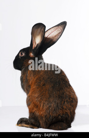 Rabbit, bunny, coat, cute, dark, darling, domestic, ears, easter, eye, fur, grey, hair, hare, home, animal testing rabbit Stock Photo