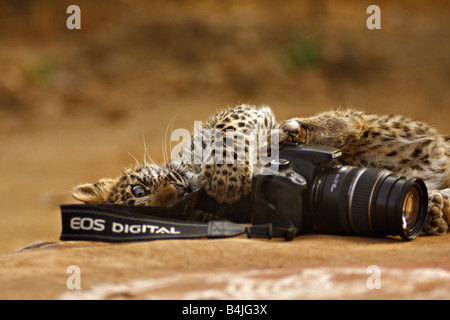 A wild Leopard or Panther cub playing with a canon camera in Ranthambhore tiger reserve Stock Photo