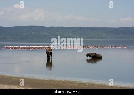 buffalos and flamingoes at Lake Nakuru National Park, Kenya, East Africa Stock Photo