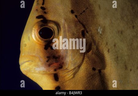 Young Bat, Fish, Platax orbicularis, Indo-pacific Ocean Stock Photo