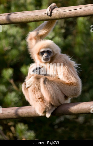 White Handed Gibbons Mother and Baby Stock Photo