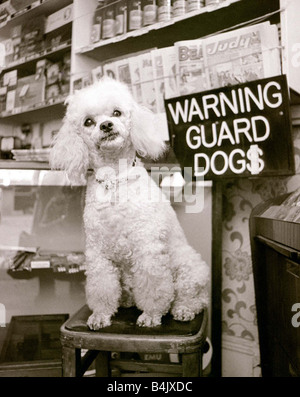 Pepi the poodle cannot understand why people keep laughing at him He knows it s something to do with the sign hung up behind him in the shop by his owner Verdan Thomas but as Pepi can t read he doesn t see the joke Dogs cute poodle poodles sign warning guard dog Newsagents shop comics Quizzical expression August 1973 Stock Photo