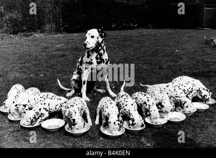 Super mum dalmation dog Kelda looks over at her litter of five week old puppies All Twelve in one litter Owner Mrs Barbara Wood Stock Photo