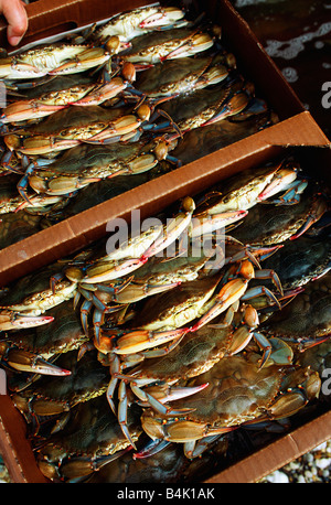 soft shelled chesapeake bay blue crabs ready for market Stock Photo