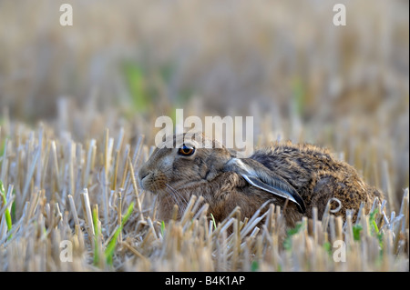 Brown Hare (Lepus europaeus) laid down in a stubble field. Stock Photo
