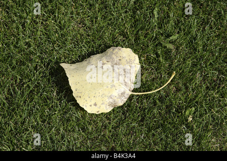 Fremont cottonwood (Populus fremontii) leaf in the grass, Arizona, USA Stock Photo