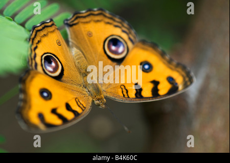 Precis Almana. Peacock Pansy butterfly in the Indian countryside Stock Photo