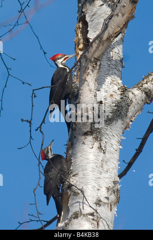 A pair of pileated woodpeckers Dryocopus pileatus on a white birch tree in Michigan s Upper Peninsula Stock Photo