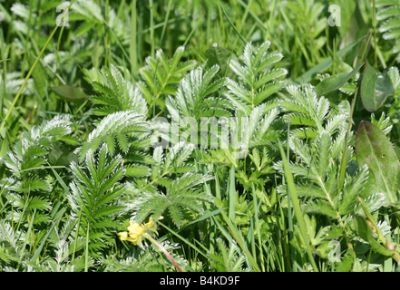 Argentina anserina, commonly known as Silverweed, is a flowering perennial plant found growing in limestone areas Stock Photo