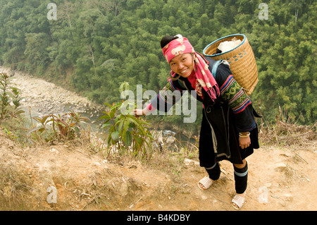 A Black Hmong woman picking a plant on a mountainside near Sapa Northern Vietnam Stock Photo