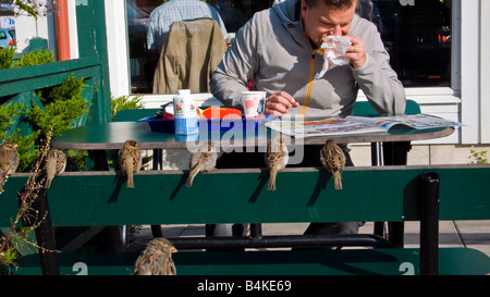 A man eating a hamburger outdoors with a row of sparrows waiting and hoping to pick up any crumbs Stock Photo
