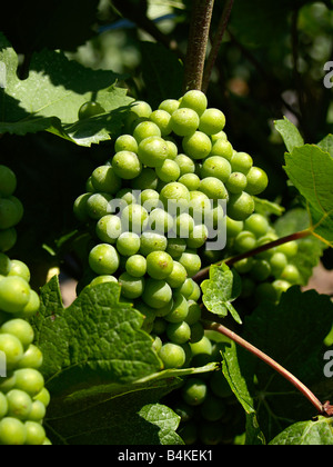 Ripening Grapes in the vineyard. Niagara on the Lake Ontario Canada Stock Photo