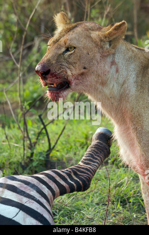 Lion with blood on face from killing zebra, Masai Mara, Kenya, East Africa
