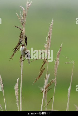 Female Reed Bunting Rainham Marshes 02 06 2008 Credit Garry Bowden Stock Photo