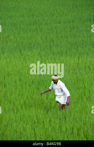 Indian farmer working in a rice paddy field. Andhra Pradesh, India Stock Photo