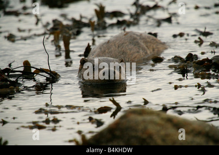 Wild Scottish (Eurasion) otter, in its natural habitat. Lutra lutra, Loch Linnhe, Highlands, Scotland, UK. Stock Photo