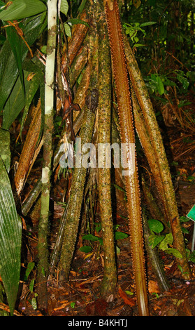 Socratea exorrhiza (walking palm), Rio Napo, Amazon basin, Oriente, Ecuador Stock Photo