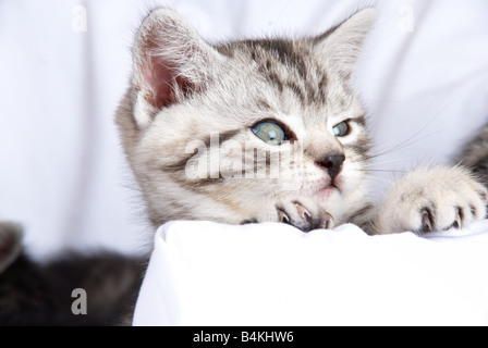 kitten peeking over the edge of its basket Stock Photo
