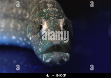 Carpet eel blenny, Wolf Eel, Congrogadus subducens, Pseudochromidae Stock Photo