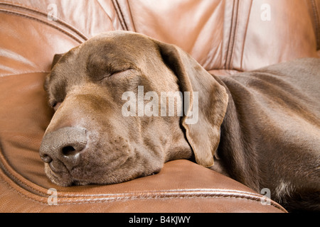 A German Short haired Pointer asleep on a leather sofa Stock Photo