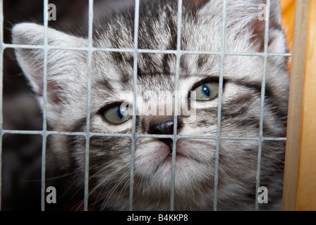 kitten in a cage Stock Photo