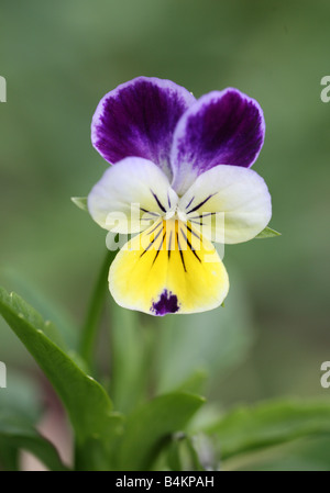 Close-up of a Heartsease pansy (Viola tricolor) Stock Photo