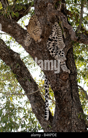 Female Leopard (wild) resting in a tree Stock Photo - Alamy
