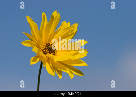 yellow flower blue sky Stock Photo