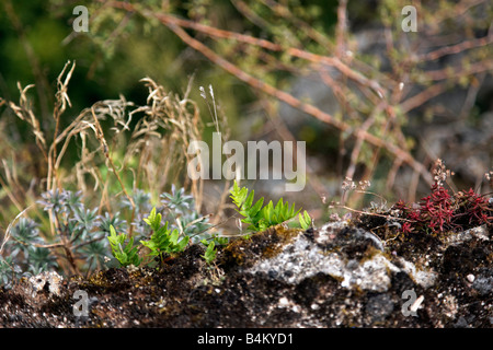 Flora growing on a rock Stock Photo