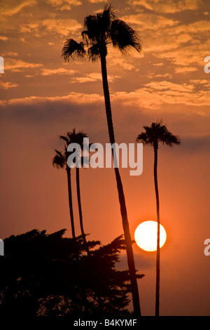 Tall plam trees are silhouetted against a summer sunset in Laguna Beach California Stock Photo