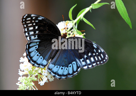 Female Diana Fritillary ( Speyeria diana ) Stock Photo